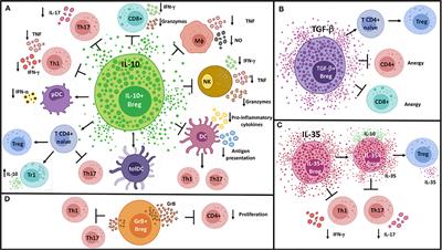 <mark class="highlighted">Immunosuppressive Mechanisms</mark> of Regulatory B Cells